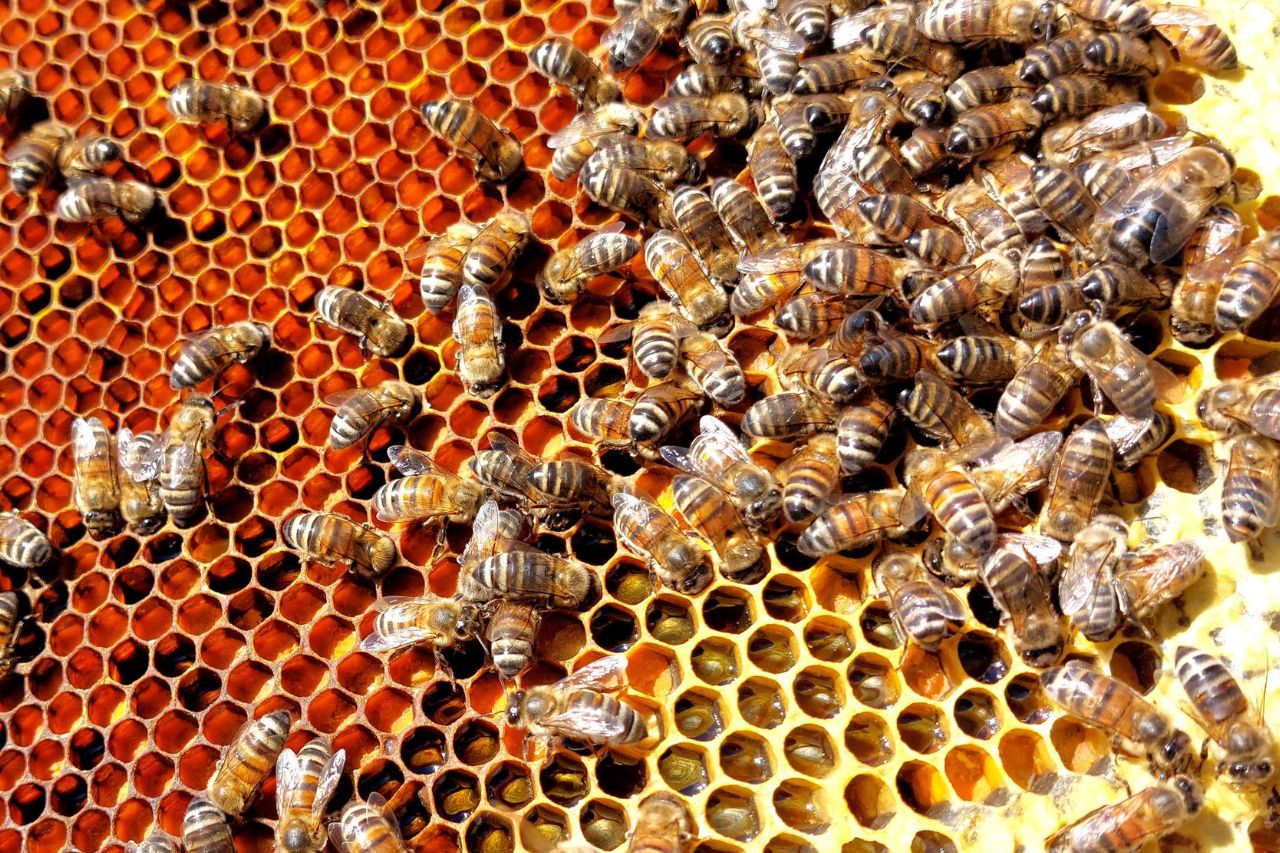 Contactanos somos Miel Corapi - Miel cruda natural