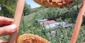 Lee más sobre el artículo Compromiso con la Calidad y la Sostenibilidad en Miel Loiseau