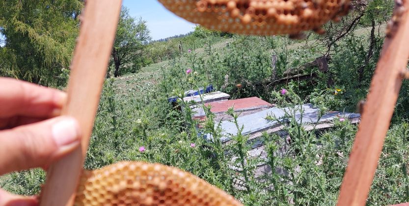 Compromiso con la Calidad y la Sostenibilidad en Miel Corapi