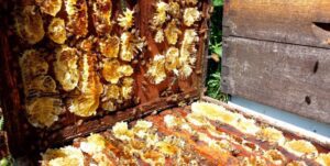 Lee más sobre el artículo La Magia de la Permapicultura en Miel Loiseau