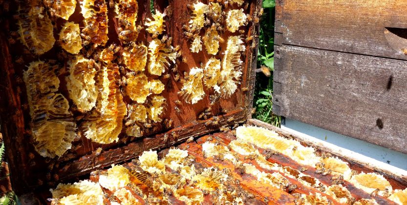 En este momento estás viendo La Magia de la Permapicultura en Miel Loiseau