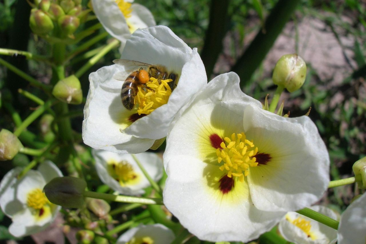 Cera de abejas pureza total - Miel Corapi